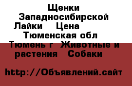 Щенки Западносибирской Лайки  › Цена ­ 5 000 - Тюменская обл., Тюмень г. Животные и растения » Собаки   